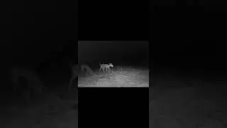 Three Does in the Dark&hellip; Those Eyes! #shorts #wildanimals #deer #whitetail