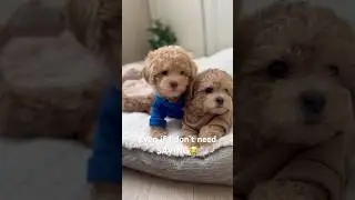 PUPPY Fairytale or just drama?🧚&zwj;♀️#puppies #dogs #cute #shorts #pets #puppyvideos #cutepup #memes