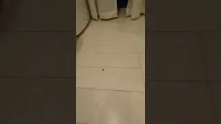 ジャンピング・インセクト～Jumping Insect～ (コメツキムシ)