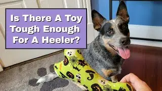 Is There A Toy Tough Enough For A Heeler? ~ Toys For Your Australian Cattle Dog ~