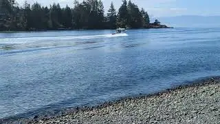 Animated Encounters: Roxy & Sea Lions