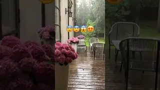 Quran beautiful recitation by sheikh mansour #quran #quranrecitation #qurantilawat #nature #rain