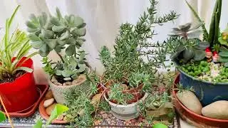 Mixed Indoor House Plants