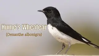 Hume's Wheatear Video! Habitats, Family, and Distribution! Black-headed Wheatear Hume's chat.