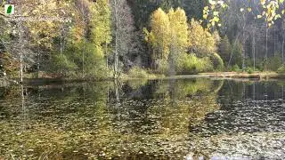 Ellbachsee Baiersbronn