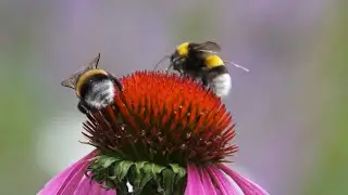 Bees: The Most Important Pollinators