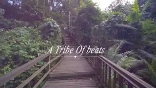 Tropical Trap - Vibe$