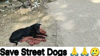 Save Street Dogs 😔 | Love Animals jo Kuchh nhi bolte , Help Street Dogs bejubano ki madad kare 🙏🙏