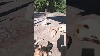😹Cats Doing Cat Things😹 #cat #funnycat #kitten #catvideos #shots #funnyanimal #cutecats
