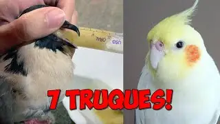COMO DAR PAPINHA PARA AVE FILHOTE OU ADULTO MACHUCADO.