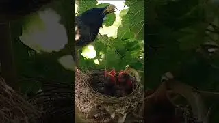 Bulbul bird branch (part 1) #shorts #shortsvideo #shortsfeed #ytshorts #short