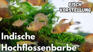 Indische Hochflossenbarbe - Oreichthys crenuchoides | Liquid Nature Fisch Vorstellung