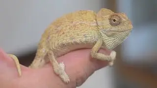 カメレオンの○○が遂に判明!?