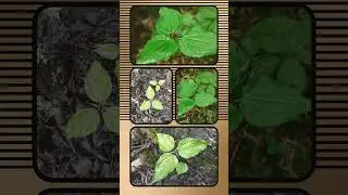 🌾⁷☆&bull;⁶ 🐍 Nagchhatri नाग छत्री (Trillium govanianum) in Bunchflower Family (Melanthiaceae)