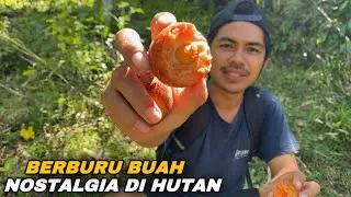 Panen buah langka di hutan ,🔥Dapat buah nostalgia