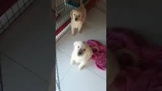 Golden retriever #puppy #dubai #palmjumeirah
