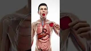What Happens Inside Your Body When You Eat Beetroot? (3D Anatomy) #ai