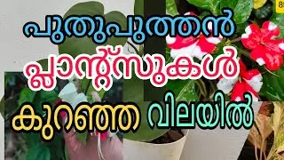 10 രൂപ മുതൽ വറൈറ്റി പ്ലാന്റ്സുകൾ വിലക്കുറവിൽ സ്വന്തമാക്കാം 😱 Tasty world 