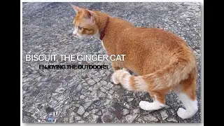 Ginger Cat Playing Outdoors