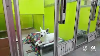 Independence Animal Services hosts fee-free adoptions to lessen burden on shelter