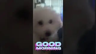 Good Morning Subscribers 😻 #puppy #cutepet #animal #cute #funny #goodmorning#trendingshorts #viral