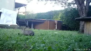 Test Cam&eacute;ra de Chasse dans mon jardin ! N&deg;2