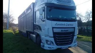 Kamionok