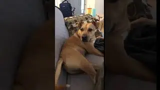 Dog Growls At Owner As They Stop Petting Him - 1078681