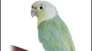 Mint Conure couple #bird #parrot#foryou