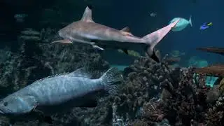 Stunning Aquarium Relax Music. Beautiful Coral Reef, Relaxing Ocean Fish for Sleep/Anxiety Relief