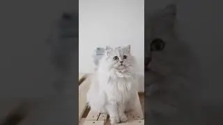 My beautiful cat's funny meowing |Urliyaan Parliyaan