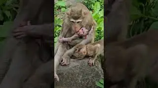 Adorable monkey Katrina family, Newborn Kendra is very smart.