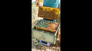 Beekeeping Tips: Helping Weak Hives Grow Faster with Capped Brood Frames