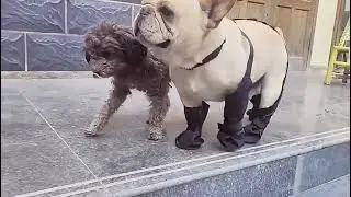 Essential for Pets! Dirt-Resistant Dog Shoes, the Ultimate Outdoor Foot Protection