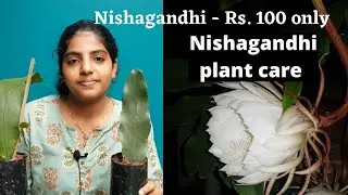 Rare Nishagandhi care /Brahmakamal plant care. Nishagandhi at Rs.100 only