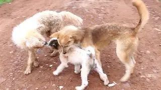 Adult dogs love to play with little puppy || # 1315 Nature Show