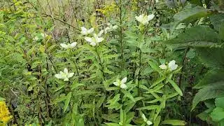 Chelone glabra White Turtlehead