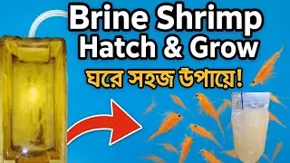 🌊 How to Hatch & Grow #BrineShrimp Properly 🐟 | #FishKeeping Tips|| Grow & Feed Like a Pro! 🔥#viral