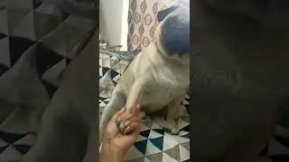 Simba 🐶🧿#pug  #puglife #puglove #pugs #dog #dogs #pugpuppy #pugworld #pugoftheday #puppy
