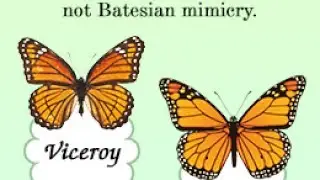 Batesian Mimicry Vs Mullerian Mimicry