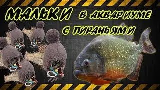 Мальки в аквариуме с пираньями.  Новый аквариум для пираний.