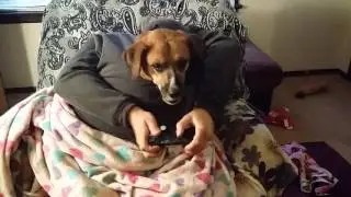 Dog playing playstation