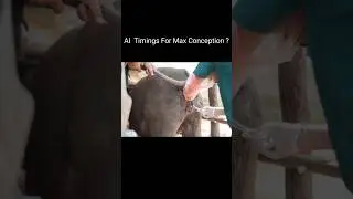 Maximize Your Cattle Conception Rates with AI Timing
