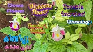 🌸 കിണ്ടിപ്പൂ 🌸 Torenia fournieri 🌸 Wishbone Flower 🌸 Clown Flower 🌸 Bluewings 🌸 Fournier's Torenia 🌸