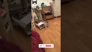 cat vs bag 😂 Funny Cats 😹 -   😂 # 0064 Cats' & Animals Clips