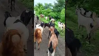 Sandip unone all, video
