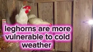 Two White Chickens- Two Different Breeds