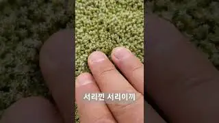 Tree100 늦서리이끼