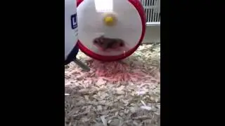 Dwarf Hamster Fight