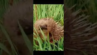 Living in rural Tasmania&hellip; #echidna #wildlife #encounter #kitchen